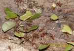 Photo of  mravenec  Atta, Leaf cutter Ant, Blattschneiderameise