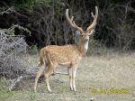 Photo of  axis indický, Axis axis, Spotted Deer, Axishirsche
