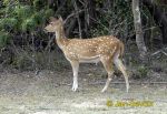 Pictur of axis indický, Axis axis, Spotted Deer, Axishirsche