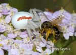 Photo of běžník kopretinový Misumena vatia Crab Spider Krabbenspinne