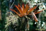 Photo of bromelia sp. Panama.