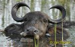 Photo of  buvol Arni Bubalus arnee Water Buffalo Waserbuffel