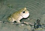 Photo of ropucha zelená, Green Toad, Wechselkröte, Bufo viridis.