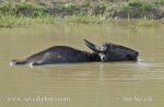 Photo of buvol Arni Bubalus arnee Water Buffalo Waserbuffel