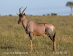 Photo of buvolec jimela Damaliscus lunatus Masai Mara