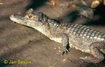 Photo of Caiman crocodilus fuscus, Brillenkaiman, Spectacled Caiman, kajman brýlový.