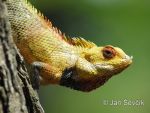 Photo of lepoještěr pestrý Calotes versicolor Changeable Lizard