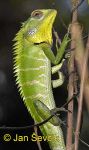 Photo of lepoještěr zelený, Calotes calotes, Green Forest Lizard