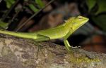 Photo of lepoještěr zelený, Calotes calotes, Green Forest Lizard
