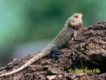 Photo of lepoještěr pestrý, Changeable Lizard, Blutsaugeragame, Calotes versicolor