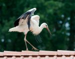 Photo of čáp bílý Ciconia ciconia White Stork Weisstorch