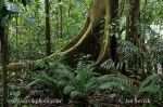 Photo of Národní park Carara National Park Parque Nacional Costa Rica