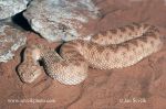 Photo of zmije Cerastes vipera Avicennas Viper Sahara Sand Viper Avicennanviper
