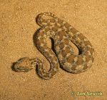 Photo of zmije rohotá, , Hornviper, Desert Horned Viper, Cerastes cerastes.