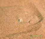 Photo of zmije,  Avicennas Viper, Sahara Sand Viper, Avicennanviper, Cerastes vipera.