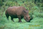 Photo of nosorožec tuponosý, White Rhinoceros, Breitmaul Nashorn, Ceratotherium simum
