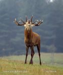 Photo of jelen lesní Cervus elaphus Rothirsch Red Deer