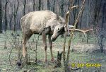 Photo of jelen bucharský, Bukhara red Deer, Baktrischer Rothirsch, Cervus elaphus bactrianus
