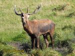 Photo of jelen lesní, Cervus elaphus, Rothirsch, Red Deer