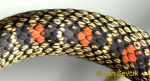 Photo of bojga zlatá, Chrysopelea ornata, Ornate Flying Snake, Schmuck Baumschlange