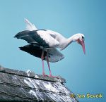 Photo of Ciconia ciconia, Weißstorch, White Stork, čáp bílý.