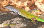 Photo of Cnemidophorus senectus Green Rainbow Lizard Tupfel Rennechse