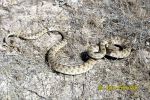 Photo of užovka diadémová Spalerosophis diadema Diadem Snake