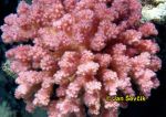 Photo of coral koral Pocillopora verrucosa