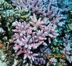 Photo of korál, coral Acropora squarrosa