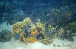 Photo of korálový útes coral reef Panama Laguna de Chiriqui