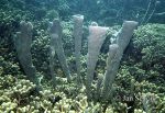 Photo of  korálový útes coral reef Panama Laguna de Chiriqui