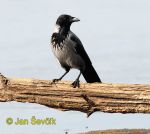 Photo of vrána obecná, Corvus corone, Hooded Crow, Nebelkrahe