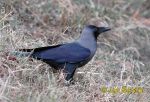 Photo of  agama vrána lesklá, Corvus splendens, House Crow, Glanzkrahe