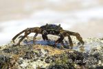 Photo of  krab crab sp.