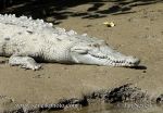Pictur of krokodýl americký Crocodylus acutus American Crocodile Spitkrokodil