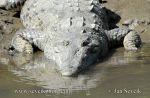 Photo of krokodýl americký Crocodylus acutus American Crocodile Spitkrokodil