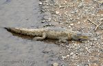 Photo of krokodýl americký Crocodylus acutus American Crocodile Amerikanische Krokodil