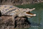 Photo of krokodýl nilský Crocodylus niloticus Nile Crocodile Nilekrokodil