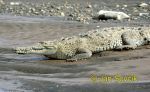 Photo of krokodýl americký, Crocodylus acutus, Spitzkrokodil, American crocodile