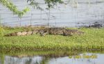 Photo of krokodýl bahenní Crocodylus palustris Marsh crocodile Sumpfkrokodil