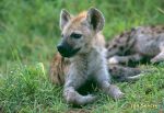 Photo of hyena skvrnitá, Gefleckte Hyana, Spotted Hyaena, Crocuta crocuta