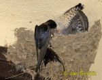 Photo of  kukačka obecná Cuculus canorus Cuckoo Kuckkuck