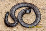 Photo of válejš Cylindrophis maculatus Sri Lankan Pipe Snake Ceylon Walzenschlange