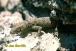Photo of gekon, Russian bent toed Gecko, Cyrtopodion fedtschenkoi