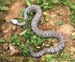 Photo of  zmije levantská Daboia lebetina gjurzja Levantine Viper Levanteotter