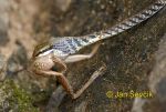 Photo of užovka Dendrelaphis schokari Bronzeback Tree Snake Bronzenatter
