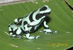 Photo of pralesnička Dendrobates auratus Black and Green Dart Frog Ranita venenosa verdinegra