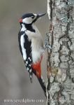 Photo of strakapoud velký Dendrocopos major Great Spotted Woodpecker