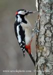Photo of strakapoud velký Dendrocopos major Great Spotted Woodpecker