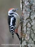 Photo of strakapoud prostřední, Middle Spotted Woodpecker Dendrocopos medius